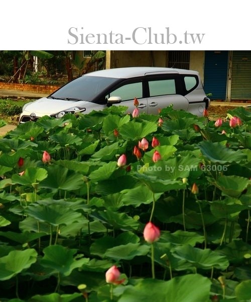 20170529_160049_台南_白河_阿勃勒&amp;蓮花--SAM63006.jpg
